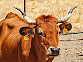 A calm-eyed Asturian Valley cow stands strong in Llerena, Extremadura, showcasing its resilience and value for high-quality beef.