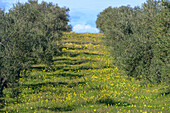Bright yellow flowers blanket an olive grove in Seville, showcasing the vibrant flora during the mild winter months in Andalusia.