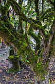 Moss covering the trunk and branches of a tree in the paramo ecosystem, Cotopaxi National Park, Ecuador.