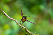 A female Tyrian Metaltail hummingbird, Metallura tyrianthina, takes flight in the highlands of Ecuador.