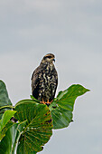 Ein unreifer oder weiblicher Schneckenweih im Napo Wildlife Center im Yasuni-Nationalpark, Ecuador.