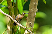 A female Tyrian Metaltail hummingbird, Metallura tyrianthina, perched in the highlands of Ecuador.