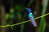 A male White-necked Jacobin hummingbird perched in the Mindo cloudforest in western Ecuador.