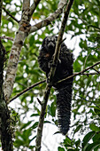 Ein Napo-Saki-Affe, Pithecia napensis, in einem Baum im Napo Wildlife Center im Yasuni-Nationalpark, Ecuador.