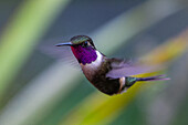 A male Purple-throated Woodstar - Calliphlox mitchellii, hovering in the cloud forest in Mindo, Ecuador.