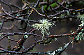 Lichens on a Polylepis incana, a tree with paper-like bark in the paramo in Cotopaxi National Park in Ecuador.