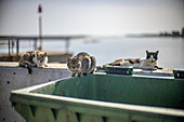 Stray cats relax atop garbage bins near the waterfront in Isla del Moral, Ayamonte, Huelva, during a sunny day.