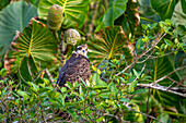 Ein unreifer oder weiblicher Schneckendrachen in einem Baum im Napo Wildlife Center im Yasuni-Nationalpark, Ecuador.