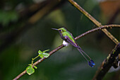 A male White-booted Racket-tail hummingbird perched in the rain in the Mindo cloudforest in western Ecuador.