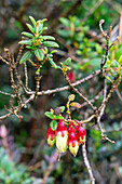 Pucachaglla, Brachyotum ledifolium, in voller Blüte im Paramo-Ökosystem im Cotopaxi-Nationalpark in Ecuador.