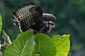 Ein unreifer oder weiblicher Schneckendrachen beim Abflug im Napo Wildlife Center im Yasuni-Nationalpark, Ecuador.