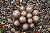 Seidiger Nadelkissenkaktus, Mammillaria bombycina, im Kakteengarten des Botanischen Gartens von Quito in Quito, Ecuador.