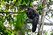 Ein Napo-Saki-Affe, Pithecia napensis, in einem Baum im Napo Wildlife Center im Yasuni-Nationalpark, Ecuador.