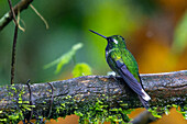 A male Purple-bibbed Whitetip hummingbird, Urosticte benjamini, in the Mindo cloud forest in western Ecuador.