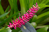A Matchstick bromeliad, Aechmea gamosepala in,florescence in the Quito Botanical Garden in Quito, Ecuador.