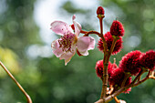 Blüten und Samenschoten von Achiote, Bixa orellana, in der Yarina Ecolodge im Amazonasbecken von Ecuador.
