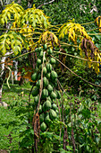 A Papaya tree, Carica papaya, with fruit at the Yarina Ecolodge in the Amazon Basin of Ecuador.