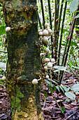A Leonia glycycarpa tree fruiting in the rainforest at the Yarina Ecological Reserve in the Amazon Basin of Ecuador.