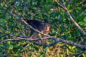 A female White-fronted Capuchin Monkey in the Yasuni National Park in the Amazon Basin, Ecuador.