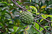 Ein Zuckerapfel, Annona squamosa, Frucht in der Yarina Ecolodge im Amazonasbecken von Ecuador.