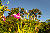 Eine Bambusorchidee, Arundina graminifolia, in der Yarina Ecolodge am Napo-Fluss im Amazonasbecken von Ecuador.