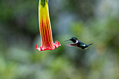 A male Gorgeted Woodstar hummingbird, Chaetocercus heliodor, & red angel's trumpet flower in Ecuador.