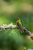 A female Tyrian Metaltail hummingbird, Metallura tyrianthina, perched in the highlands of Ecuador.