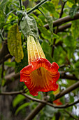 Rote Engelstrompete, Brugmansia sanguinea, in voller Blüte im Botanischen Garten von Quito in Quito, Ecuador.