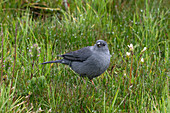 A male Plumbeous Sierra Finch, Geospizopsis unicolor, foraging on the ground in Cotopaxi National Park in Ecuador.