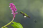 A male White-booted Racket-tail hummingbird feeding on tropical blueberry flowers in the Mindo cloud forest in Ecuador.