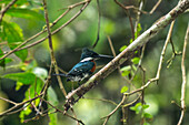 Ein Grüner Eisvogel, Chloroceryle americana, im Napo Wildlife Center, Yasuni National Park, Ecuador.