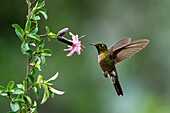 A male Tyrian Metaltail hummingbird, Metallura tyrianthina, feeding on a Barnadesia flower in Ecuador.
