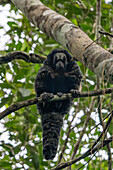 Ein Napo-Saki-Affe, Pithecia napensis, in einem Baum im Napo Wildlife Center im Yasuni-Nationalpark, Ecuador.