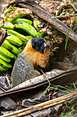 A Golden-mantled Tamarin, Saguinus tripartitus, eating bananas on the ground in Yasuni National Park, Ecuador.
