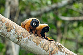 Two Golden-mantled Tamarins, Saguinus tripartitus, in a tree in Yasuni National Park, Ecuador.