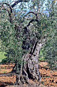 Ein uralter Olivenbaum steht hoch in der fruchtbaren Landschaft von Sevilla, Andalusien, und zeigt seine gewundene Rinde und sein buntes Laub.