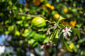 Eine zarte weiße Blüte blüht auf einem Zitronenbaum in Sevilla, umgeben von üppigem Grün und einem Hauch gelber Früchte unter einem sonnigen Himmel.