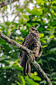 Ein unreifer oder weiblicher Schneckendrachen in einem Baum im Napo Wildlife Center im Yasuni-Nationalpark, Ecuador.