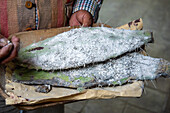 Cactus pads with cochineal insects, the source for natural red dye in the Tahuantinsuyo Weaving Workshop, Otavalo, Ecuador.
