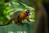 A Golden-mantled Tamarin, Saguinus tripartitus, on a banana tree in Yasuni National Park, Ecuador.