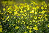 Bright yellow African wood-sorrel blooms alongside various winter flowers in the picturesque countryside of Seville, Andalusia.