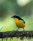 A Blue-winged Mountain Tanager, Anisognathus somptuosus, perched on a branch in the Mindo cloud forest in Ecuador.