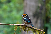 A Flame-faced Tanager, Tangara parzudakii, perched on a limb in the Mindo cloud forest in Ecuador.