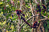 Rote Brüllaffen, Alouatta seniculus, in einem Baum im Napo Wildlife Center im Yasuni National Park, Ecuador.