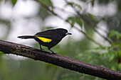 A male Lemon-rumped Tanager perched on a limb in the rain in the Mindo cloud forest in Ecuador.