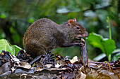 A Central American Agouti, Dasyprocta punctata, scavenging in a pile of banana peels near Mindo, Ecuador.