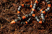 Anchor Coral Snake, Micrurus ancoralis, in the Septimo Paraiso Cloud Forest Reserve in Ecuador.