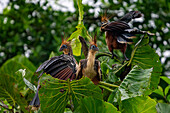 Three Hoatzin, Opisthocomus hoazin, perched in a tree in Yasuni National Park in the Amazon Basin of Ecuador.