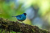 Golden-naped Tanager, Tangara ruficervix, perched on a limb in the Mindo cloud forest in Ecuador.