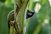 A Golden-mantled Tamarin, Saguinus tripartitus, on a banana tree in Yasuni National Park, Ecuador.